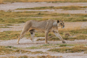 a lioness in the savannah of Amboseli NP