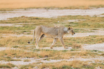 a lioness in the savannah of Amboseli NP