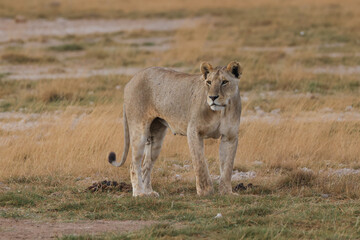Naklejka na ściany i meble a lioness in the savannah of Amboseli NP