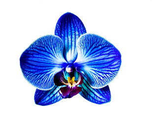 blaue Orchideenblüte isoliert auf weißen Hintergrund, Freisteller