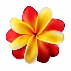 A single piece of  plumeria top view isolated on white background