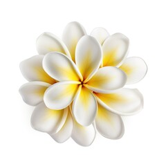 A single piece of  plumeria top view isolated on white background