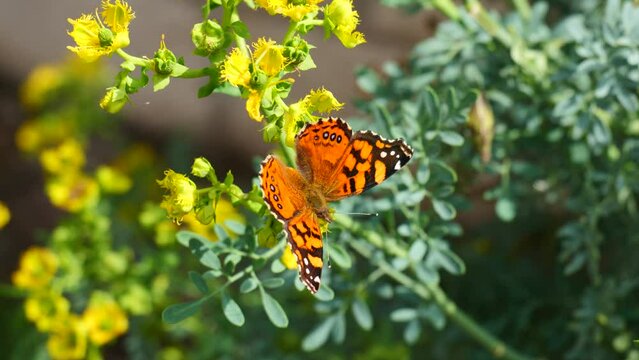Mariposa sobre una flor amarilla