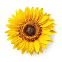 Fototapeta premium A single piece of sunflower top view isolated on white background