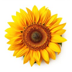 A single piece of  sunflower top view isolated on white background