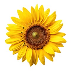 A single piece of  sunflower top view isolated on white background
