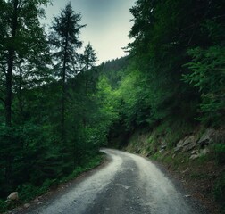 Fototapeta premium Path in the moody dark forest