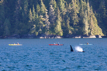killer whale with kayak