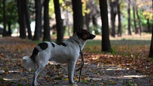 video en camara lenta de un perro con una soga de correa sobre hojas secas de oto&ntilde;o o invierno