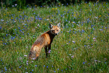 A fox in us countryside