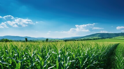 Beautiful sunny day over the green large field of corn. Majestic rural landscape with blue sunny sky with clouds. Idea concept corn harvest. - obrazy, fototapety, plakaty