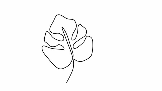 Animation of one-line drawing of a monstera leaf. Minimal tropical leaves abstract floral pattern concept. Continuous animation of self-drawing a line.