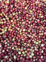 Natural fresh coffee beans, red coffee beans