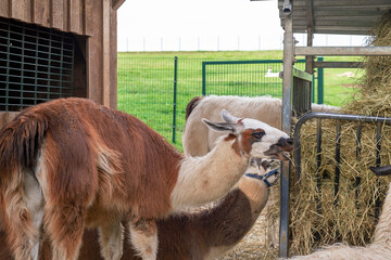 A herd of Llamas in a petting zoo or on a farm eating hay, close-up