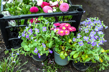 A little farmer plants pansies in a flower bed in the spring.