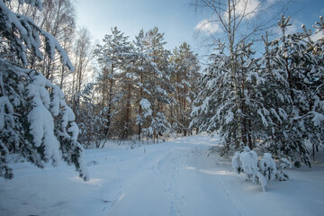 snow covered trees in winter