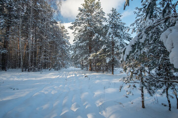 winter forest in the snow