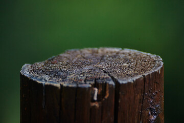 Textured Tree Rings Close-Up with Natural Green Backdrop