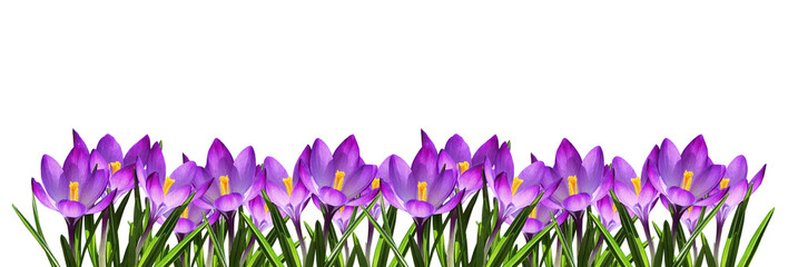Purple crocus flowers and leaves in a spring floral border isolated on white or transparent background
