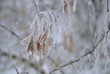 Winter walks in the forest, nature.