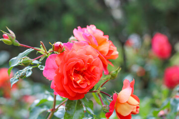 Beautiful delicate rose flowers in the garden