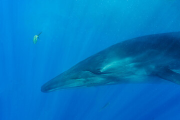 Bryde's whale, Balaenoptera edeni brydei, in Baja California, Mexico.