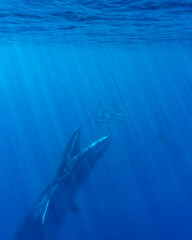 Bryde's whale, Balaenoptera edeni brydei, in Baja California, Mexico. Whales come to Magdalena Bay during annual sardine run to hunt for bait balls.