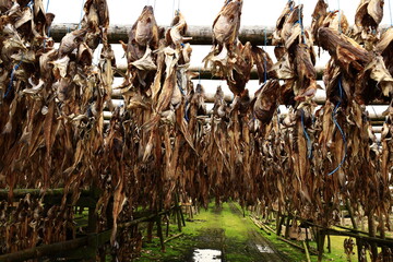 view of dried fish in the town of Hafnarfjörur located in the municipality of...