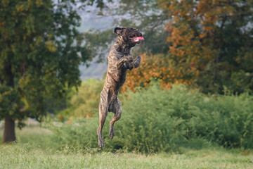 A jubilant Cane Corso dog leaps through the air, exuding playfulness