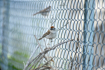 sparrow on a fence