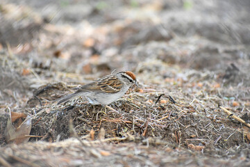 bird on the ground