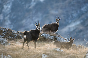 Herd of alpine chamois (Rupicapra rupicapra) at the edge of a cliff as the sun is rising, Alps Mountains, Italy, January. Horizontal. - obrazy, fototapety, plakaty