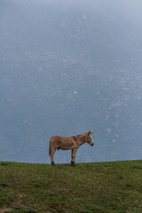 donkey on field