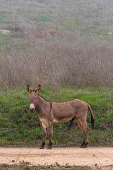 donkey with erection