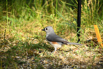 titmouse on the grass