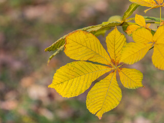 Yellow Horse chestnut leaves in autumn