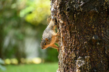 squirrel on a tree
