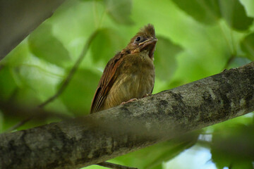 baby bird in tree