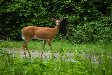 deer in the woods