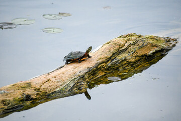 turtle on a log