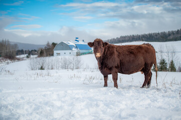 Red angus cow in winter scenery outside in pasture, standing in snow in front of a dairy farm in...