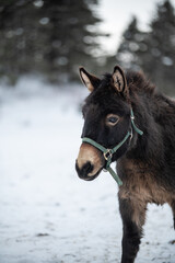 Cute pony donkey mule outside in winter pasture