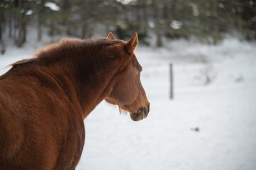 Back view of a chestnut quarter horse outside in winter pasture