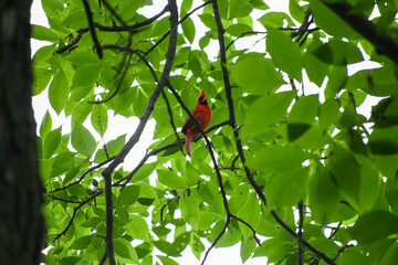 red cardinal on a branch
