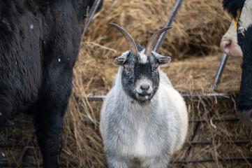 Cute little grey goat outside in winter field in front of hay