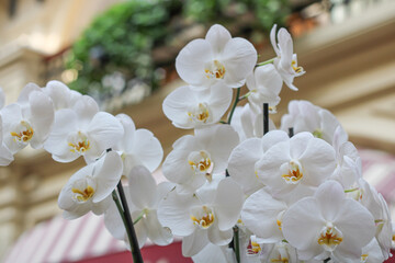 Beautiful white delicate orchid flowers