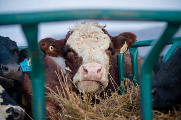 Red hereford cow eating a hay bale close up in winter in Quebec canada © Beatrice