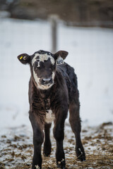Young black angus calf standing outside in winter pasture 