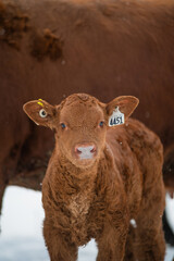 Close up on a very cute red angus calf outside in winter pasture with it's mother cow © Beatrice