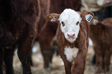 Cute hereford calf close up standing outside in winter pasture